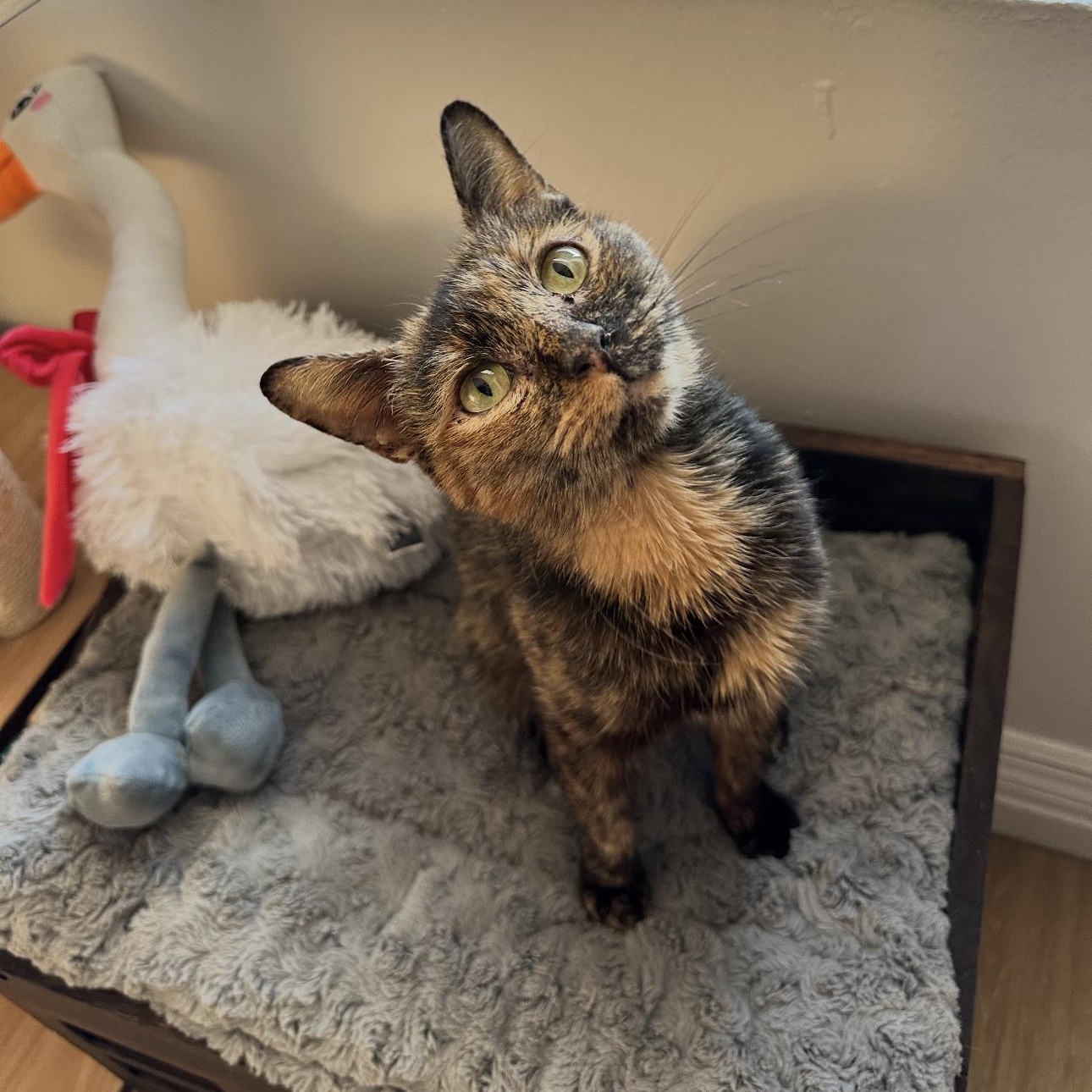 Enlarge Millie and Lillie, a ADOPTABLE mixed breed in New york, NY image 3/6