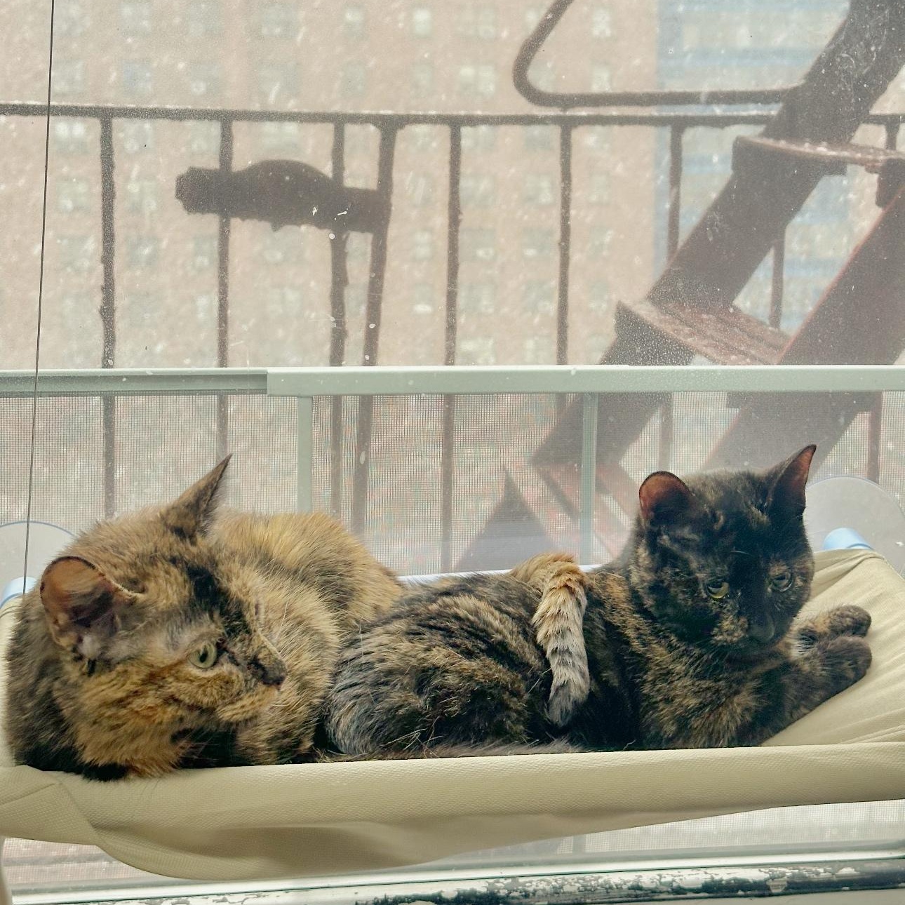Enlarge Millie and Lillie, a ADOPTABLE mixed breed in New york, NY image 2/6