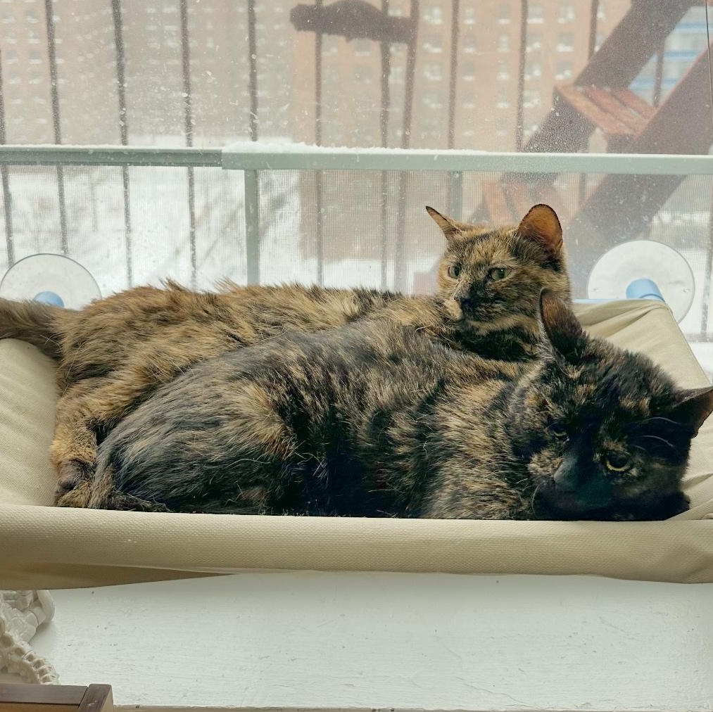Enlarge Millie and Lillie, a ADOPTABLE mixed breed in New york, NY image 4/6