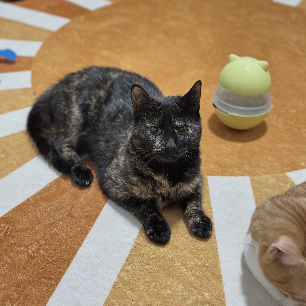 Enlarge Millie and Lillie, a ADOPTABLE mixed breed in New york, NY image 6/6