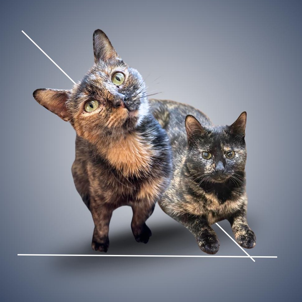 Millie and Lillie, ADOPTABLE, Young Female Tortoiseshell.