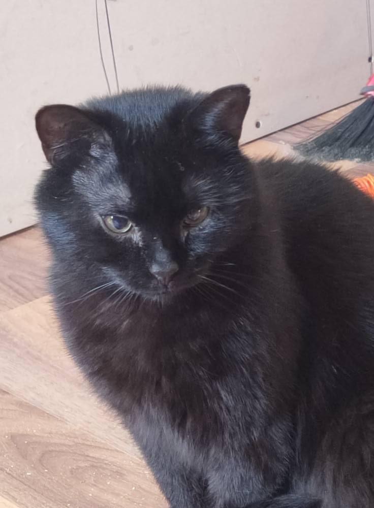 Enlarge Otto, a Adoptable Domestic Short Hair in Spencerville, ON image 1/4