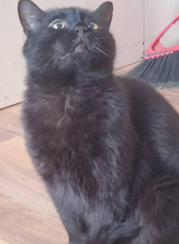 Enlarge Otto, a Adoptable Domestic Short Hair in Spencerville, ON image 4/4