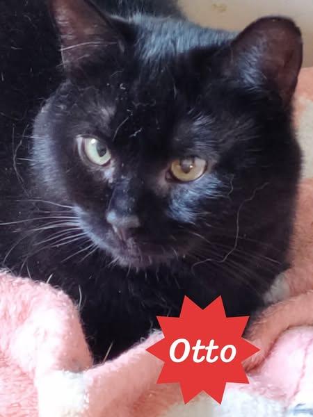 Otto, an adoptable Domestic Short Hair in Spencerville, ON, K0E 1X0 | Photo Image 3