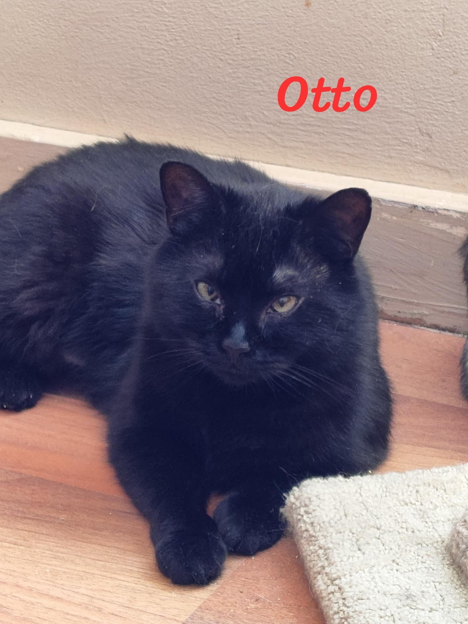Otto, an adoptable Domestic Short Hair in Spencerville, ON, K0E 1X0 | Photo Image 2
