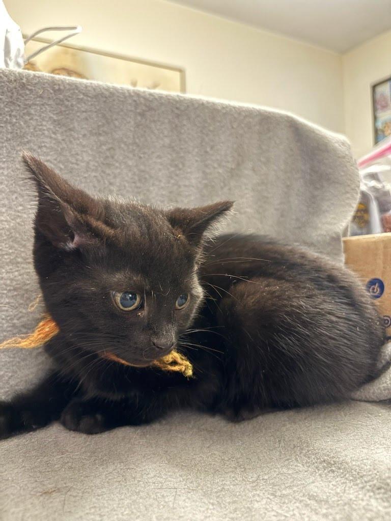 Enlarge Clumsy Smurf, a Adoptable mixed breed in Parkville, MD image 1/3