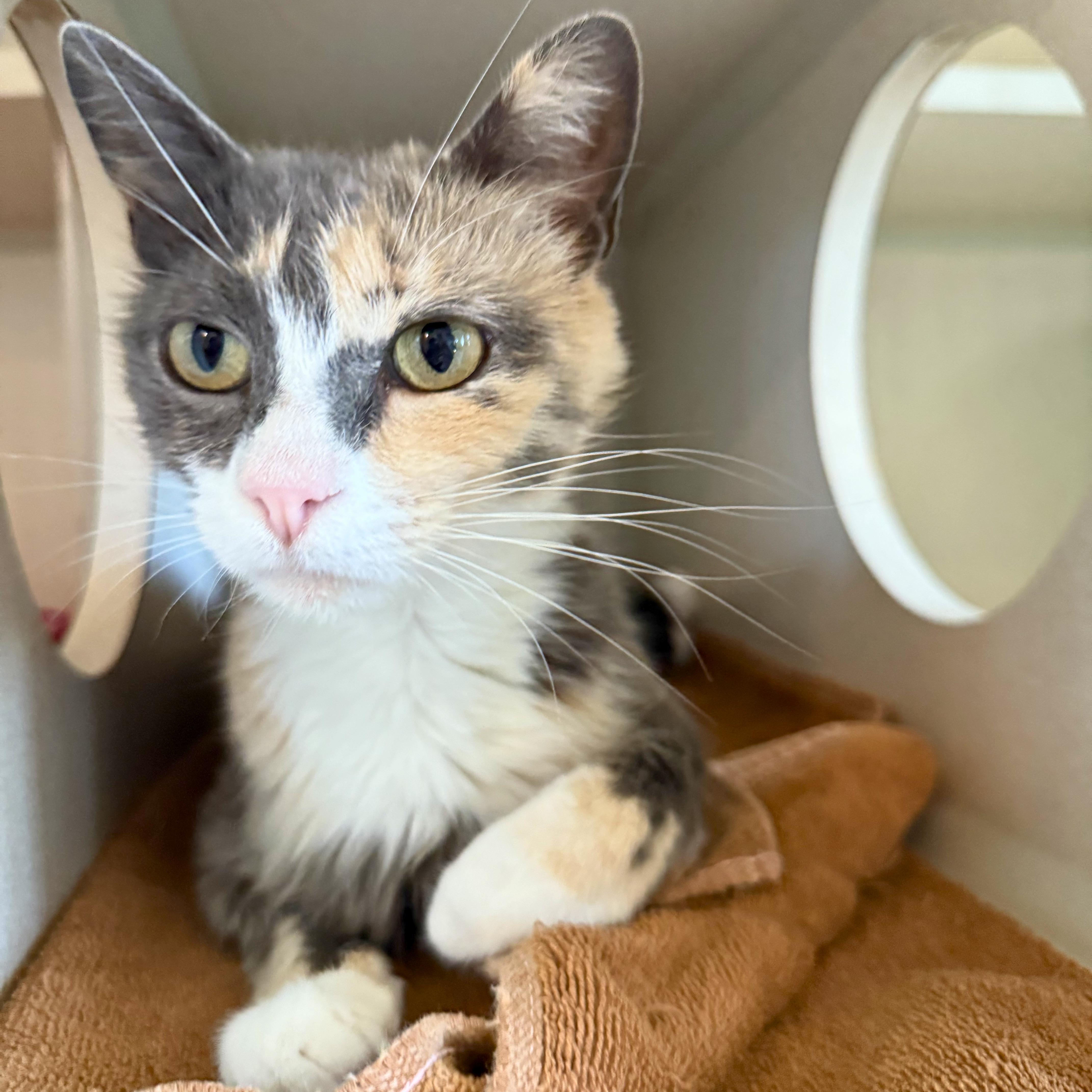 Enlarge Mistletoe, a Adoptable Domestic Short Hair in Ridgway, CO image 3/6