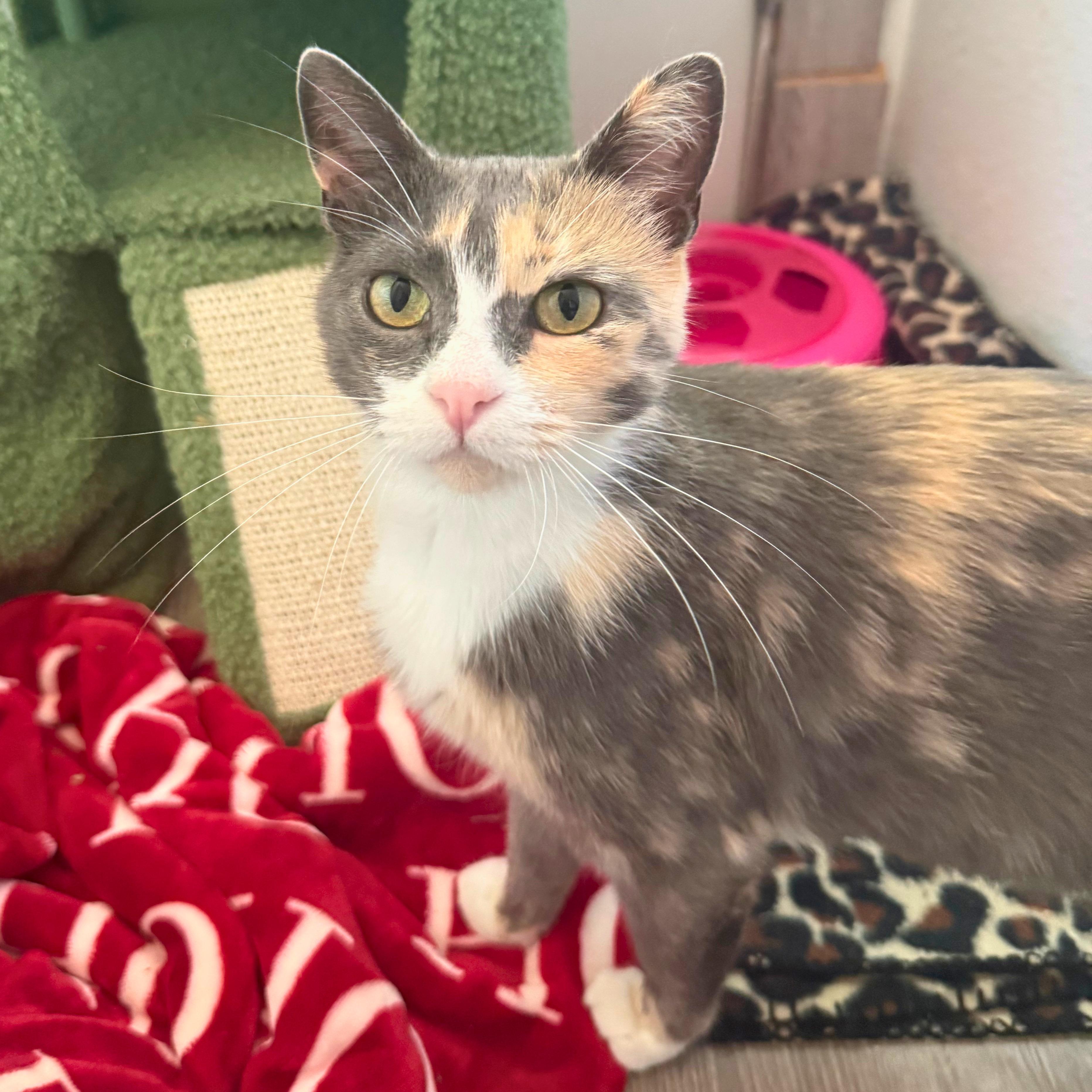 Mitzy, a Adoptable Domestic Short Hair in Ridgway, CO image 2/5
