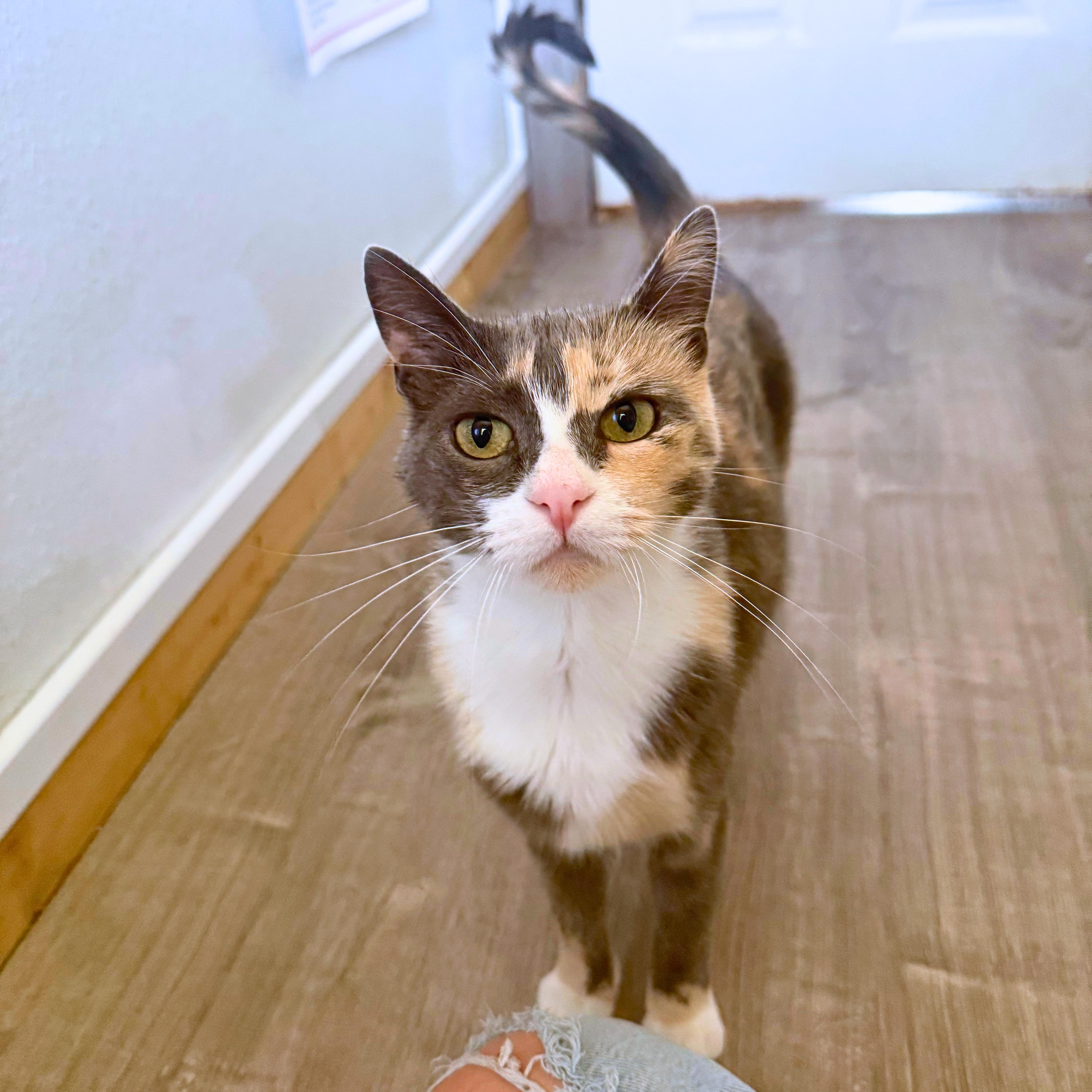 Mitzy, a Adoptable Domestic Short Hair in Ridgway, CO image 5/5