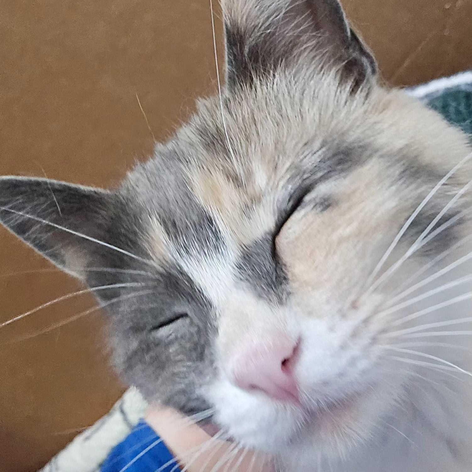 Enlarge Mistletoe, a Adoptable Domestic Short Hair in Ridgway, CO image 6/6