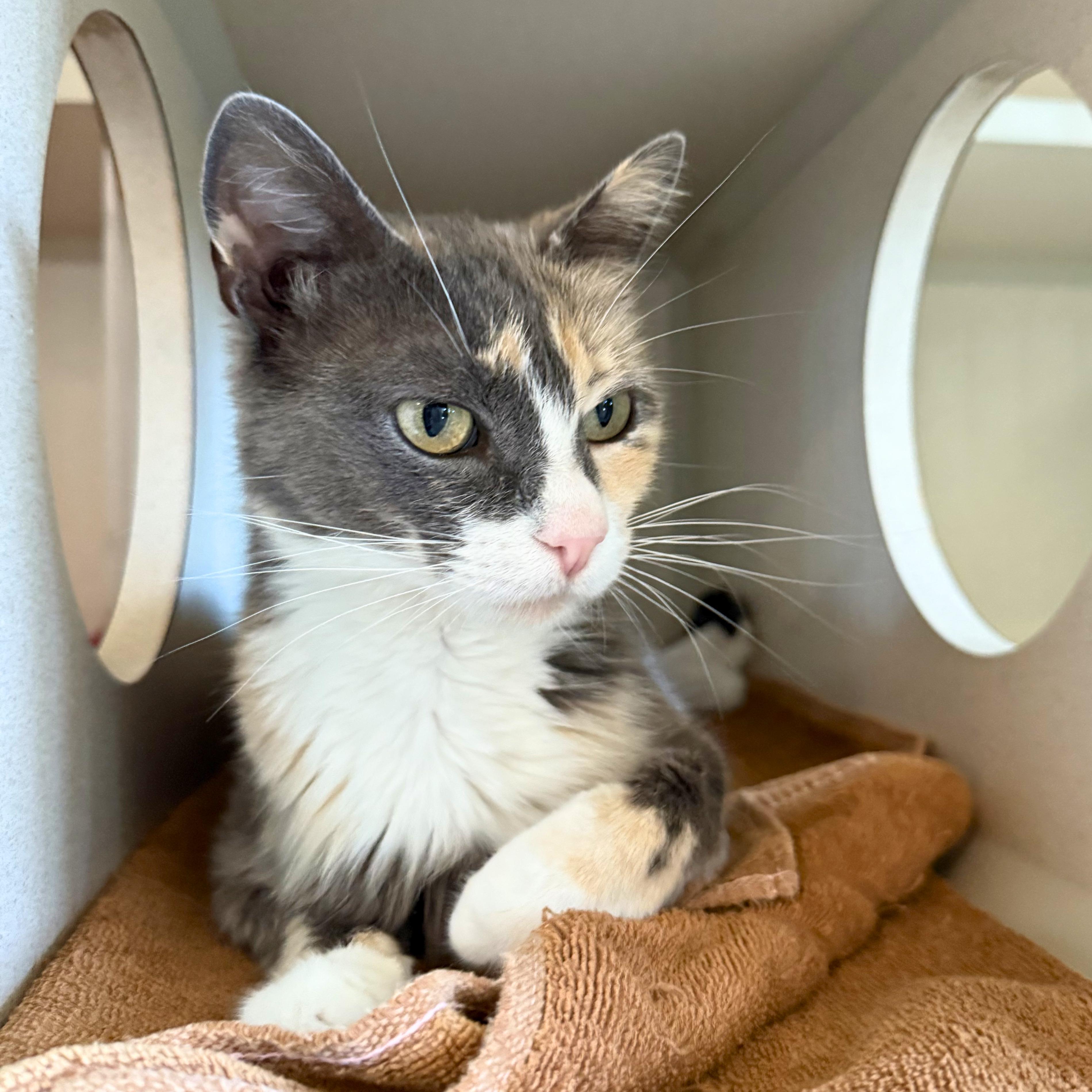 Enlarge Mistletoe, a Adoptable Domestic Short Hair in Ridgway, CO image 2/6