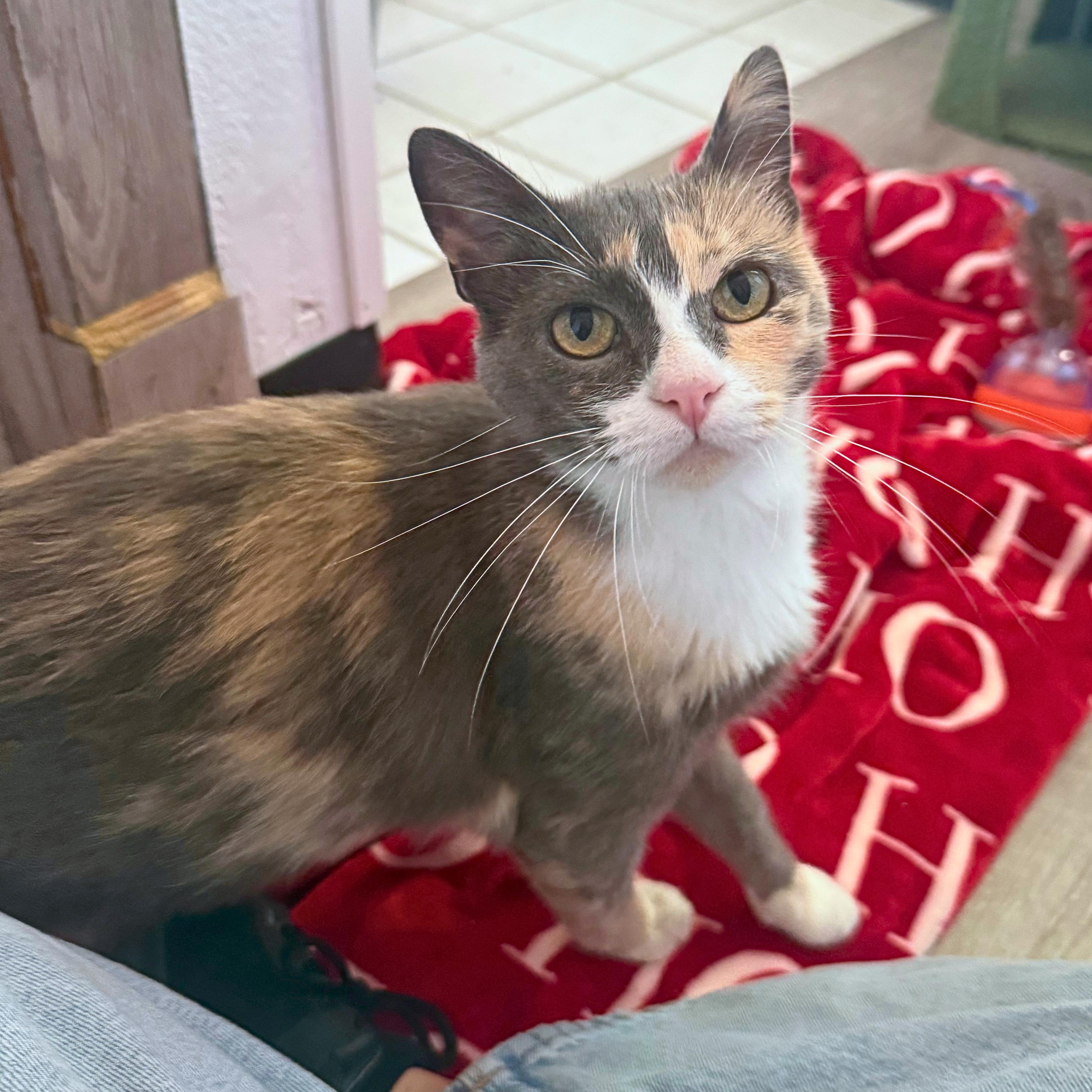 Mitzy, a Adoptable Domestic Short Hair in Ridgway, CO image 4/5
