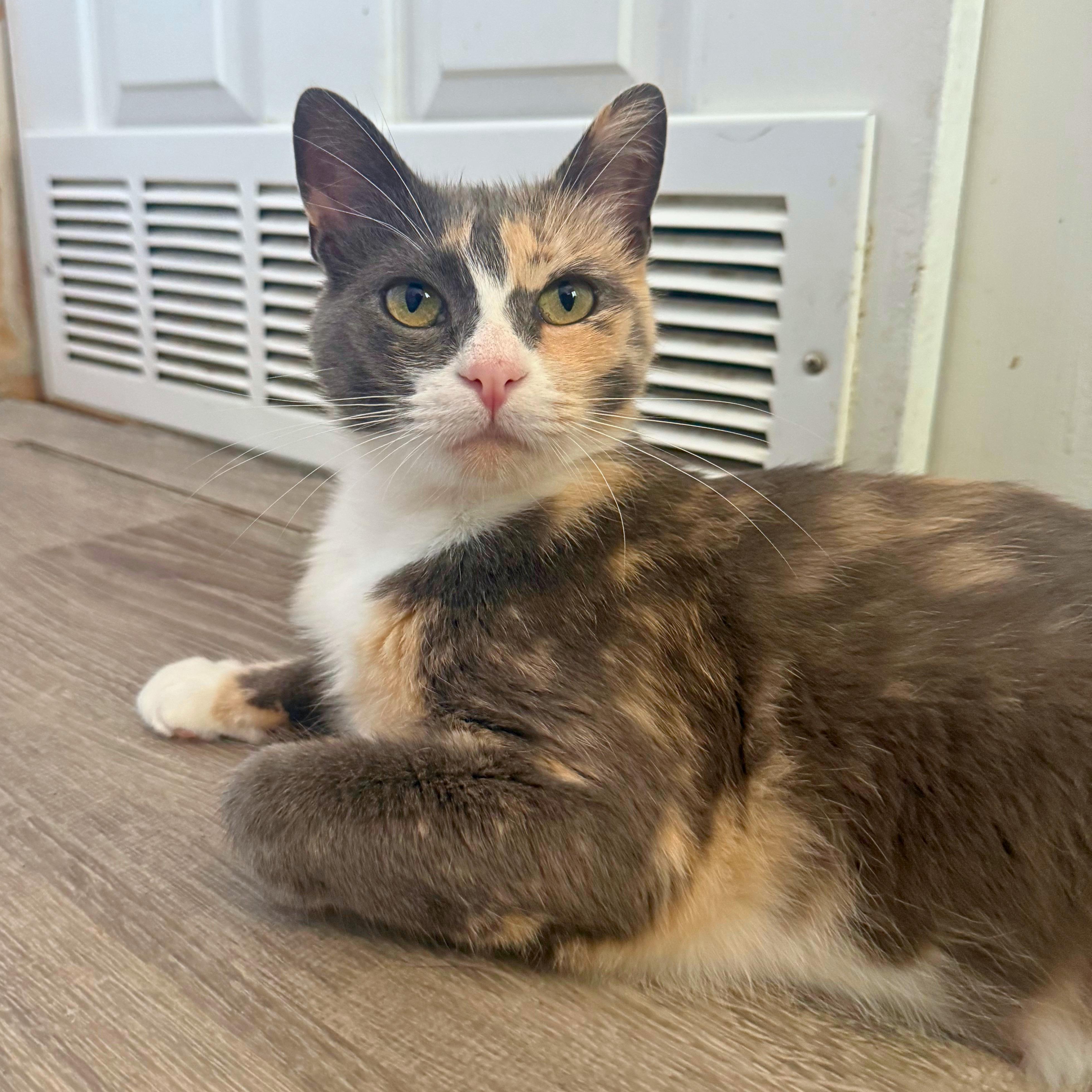 Mitzy, a Adoptable Domestic Short Hair in Ridgway, CO image 1/5