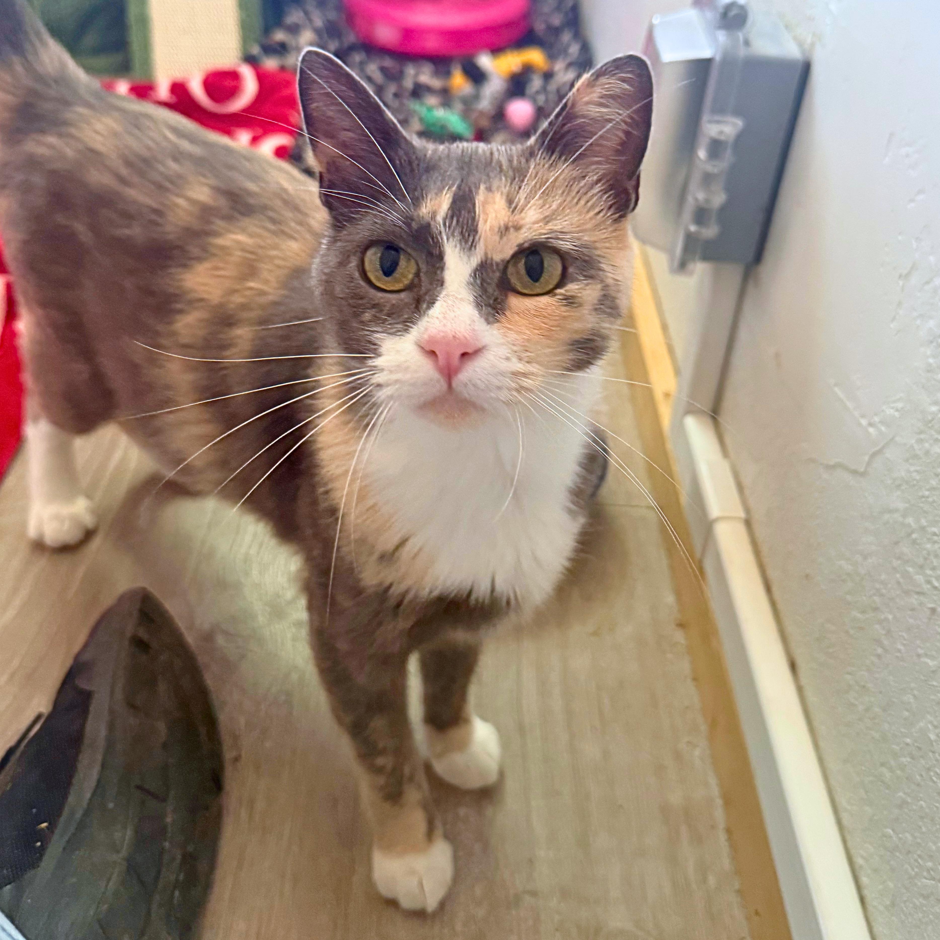 Mitzy, a Adoptable Domestic Short Hair in Ridgway, CO image 3/5