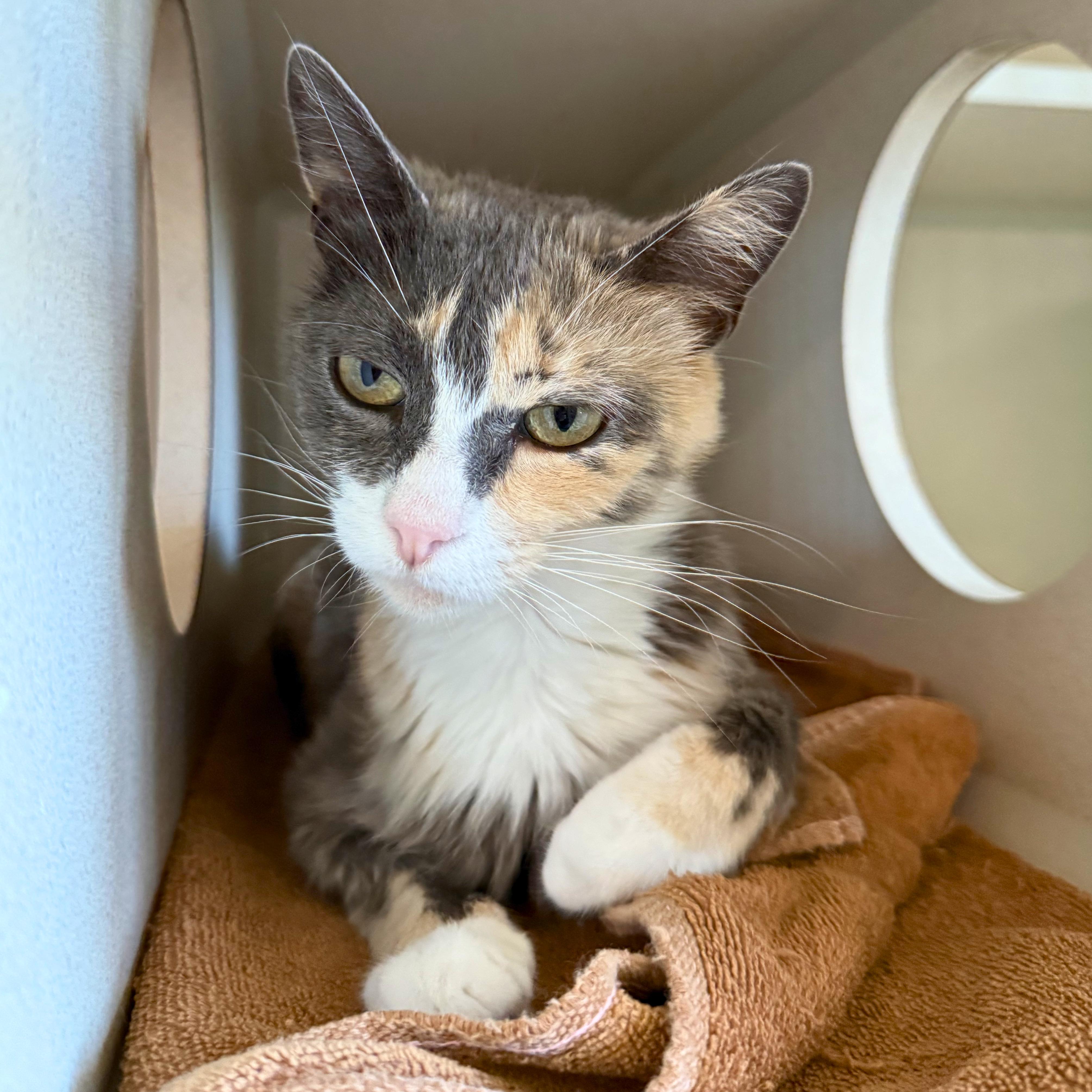 Enlarge Mistletoe, a Adoptable Domestic Short Hair in Ridgway, CO image 4/6