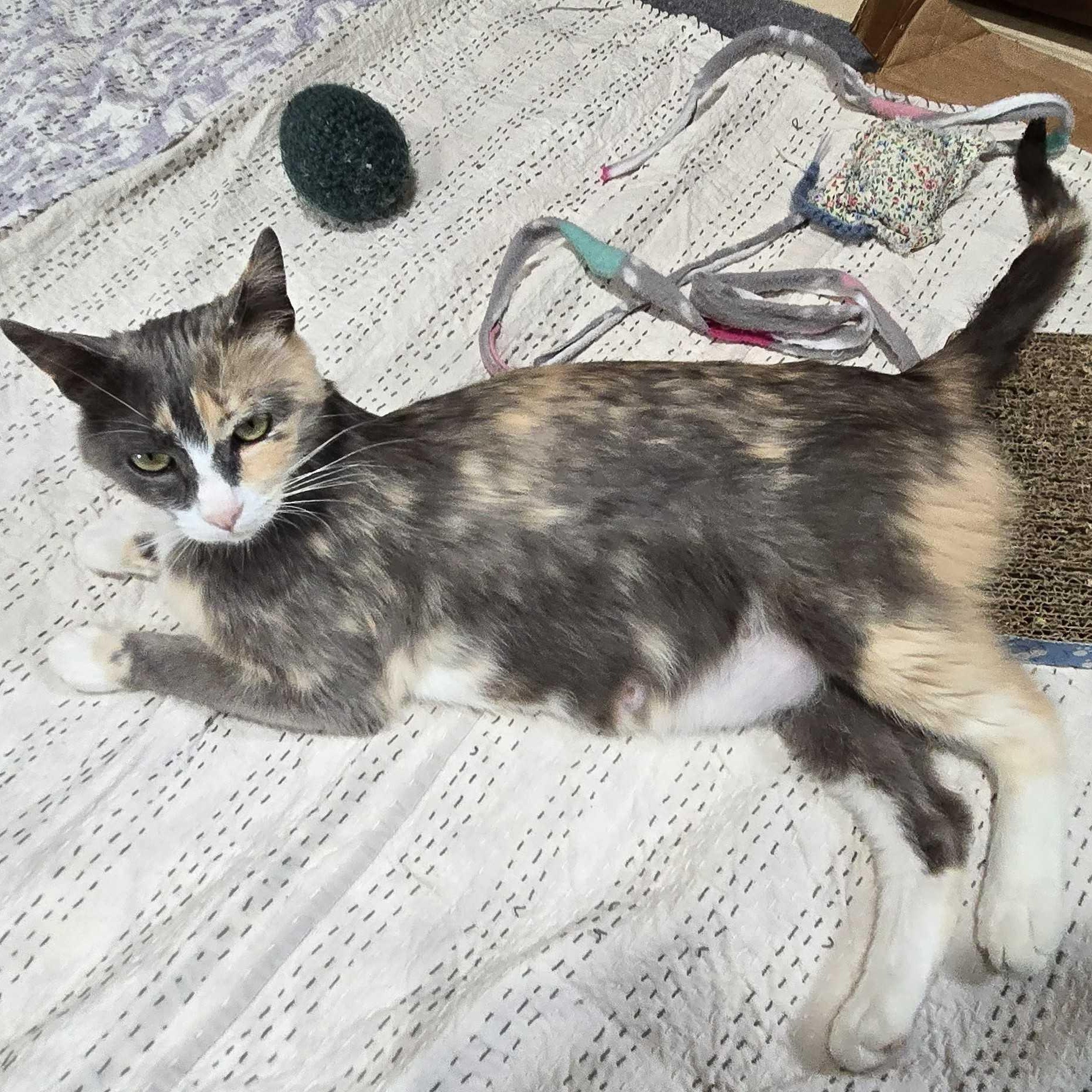 Enlarge Mistletoe, a Adoptable Domestic Short Hair in Ridgway, CO image 5/6
