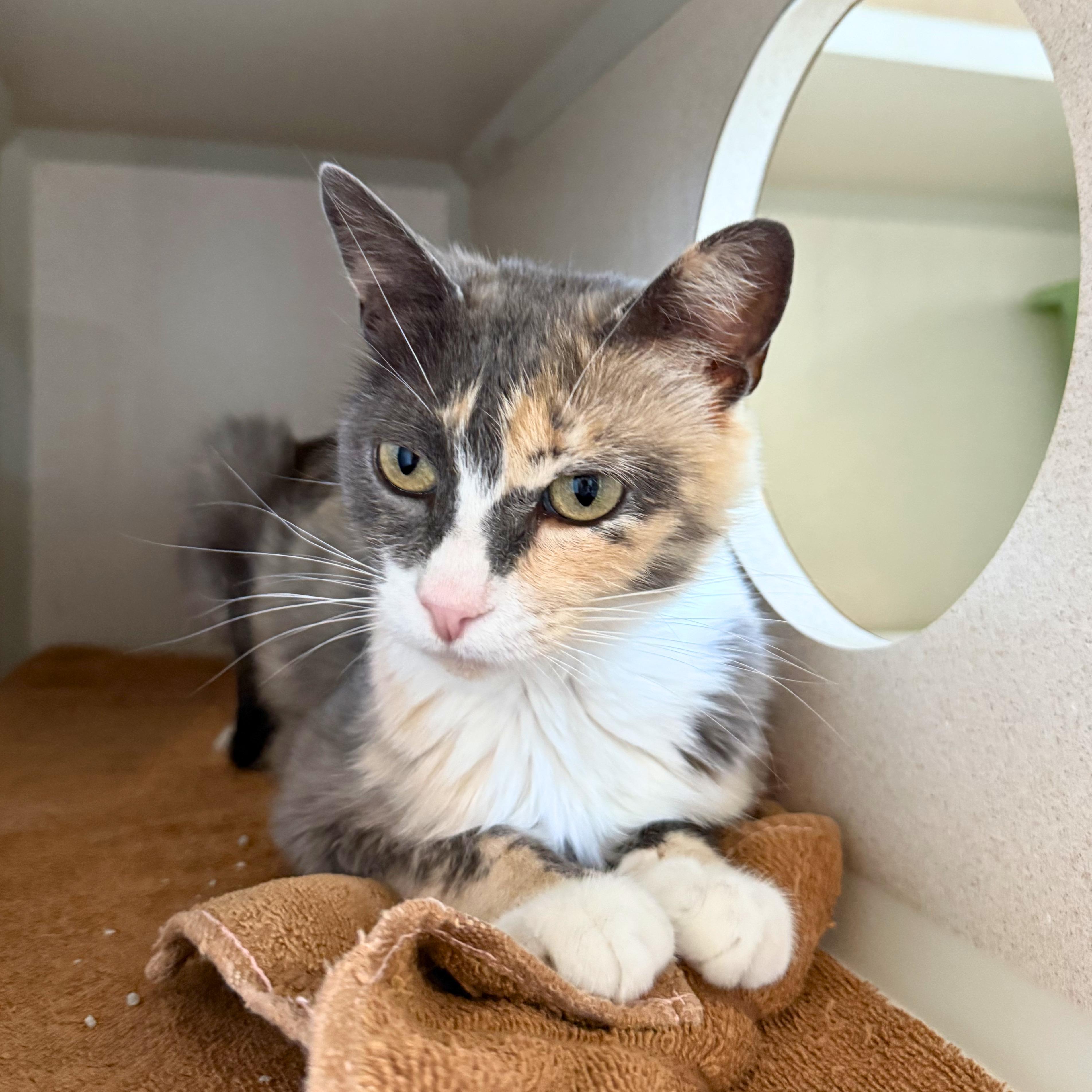 Mistletoe, Adoptable, Adult Female Domestic Short Hair.