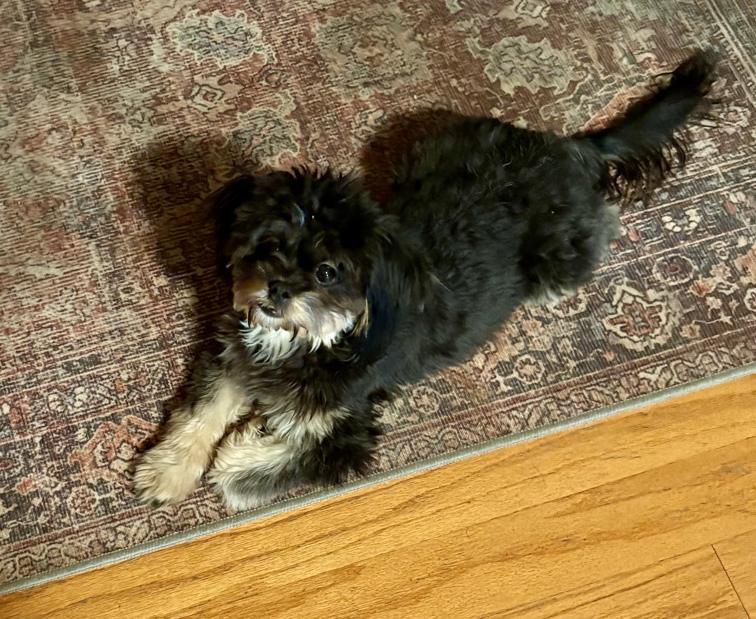 Curly, Adoptable, Puppy Male Maltese & Poodle.