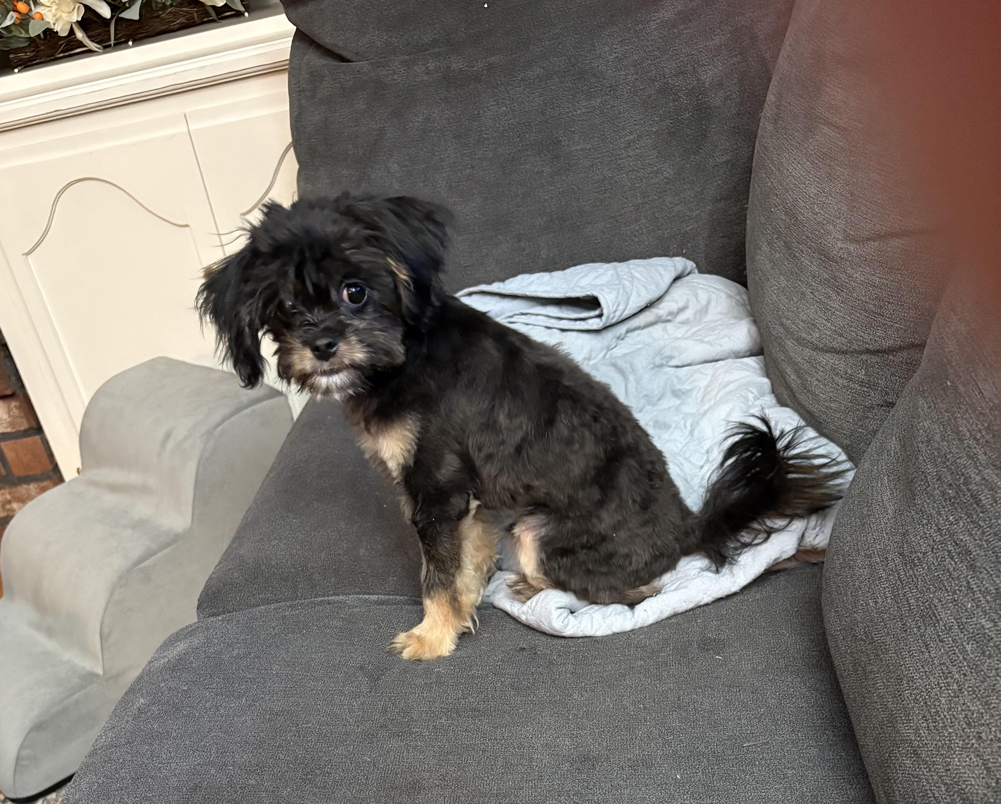 Enlarge Curly, a Adoptable mixed breed in Tuttle, OK image 2/3