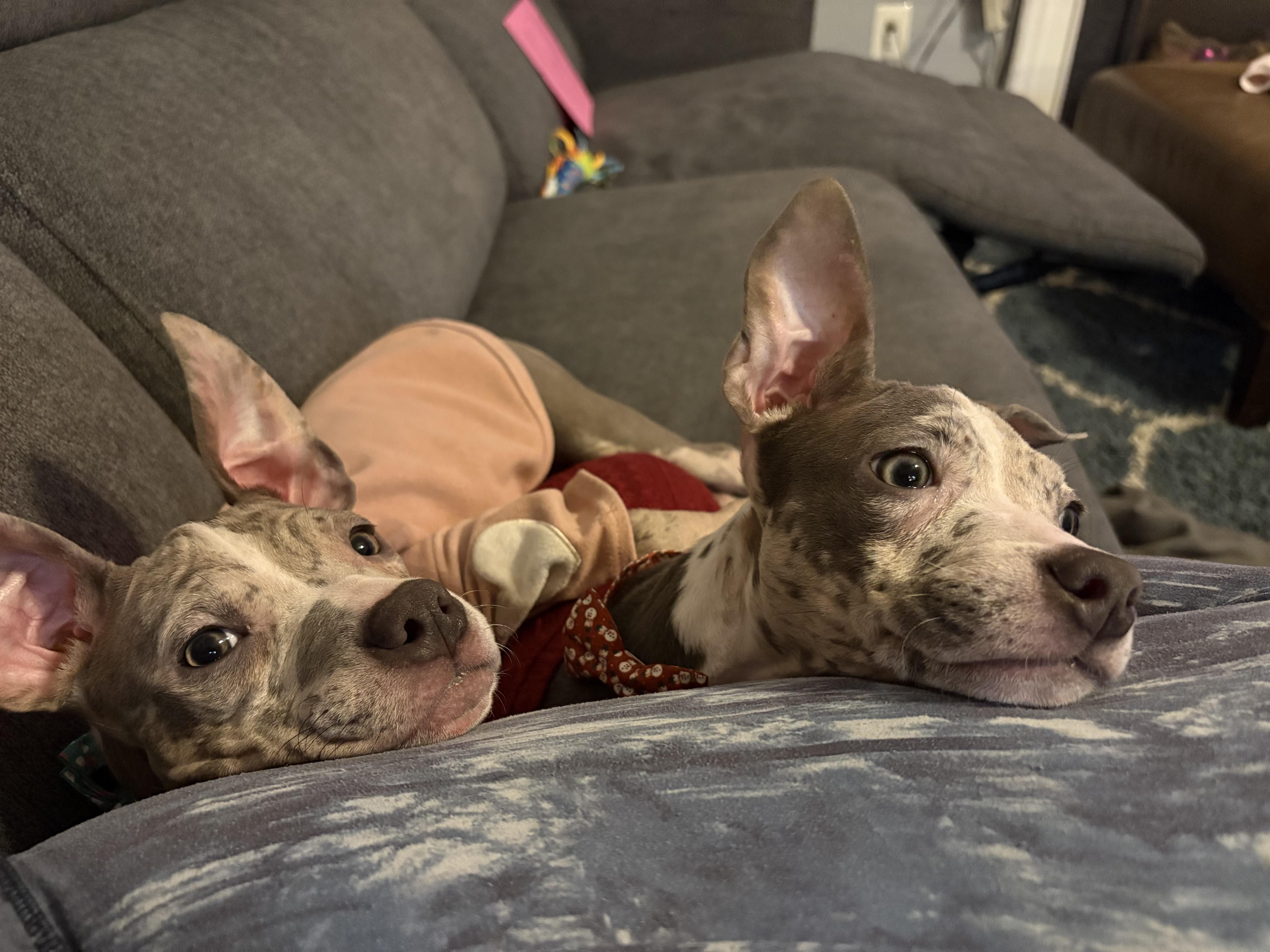 Enlarge Ethel, a Adoptable mixed breed in Annapolis, MD image 2/6