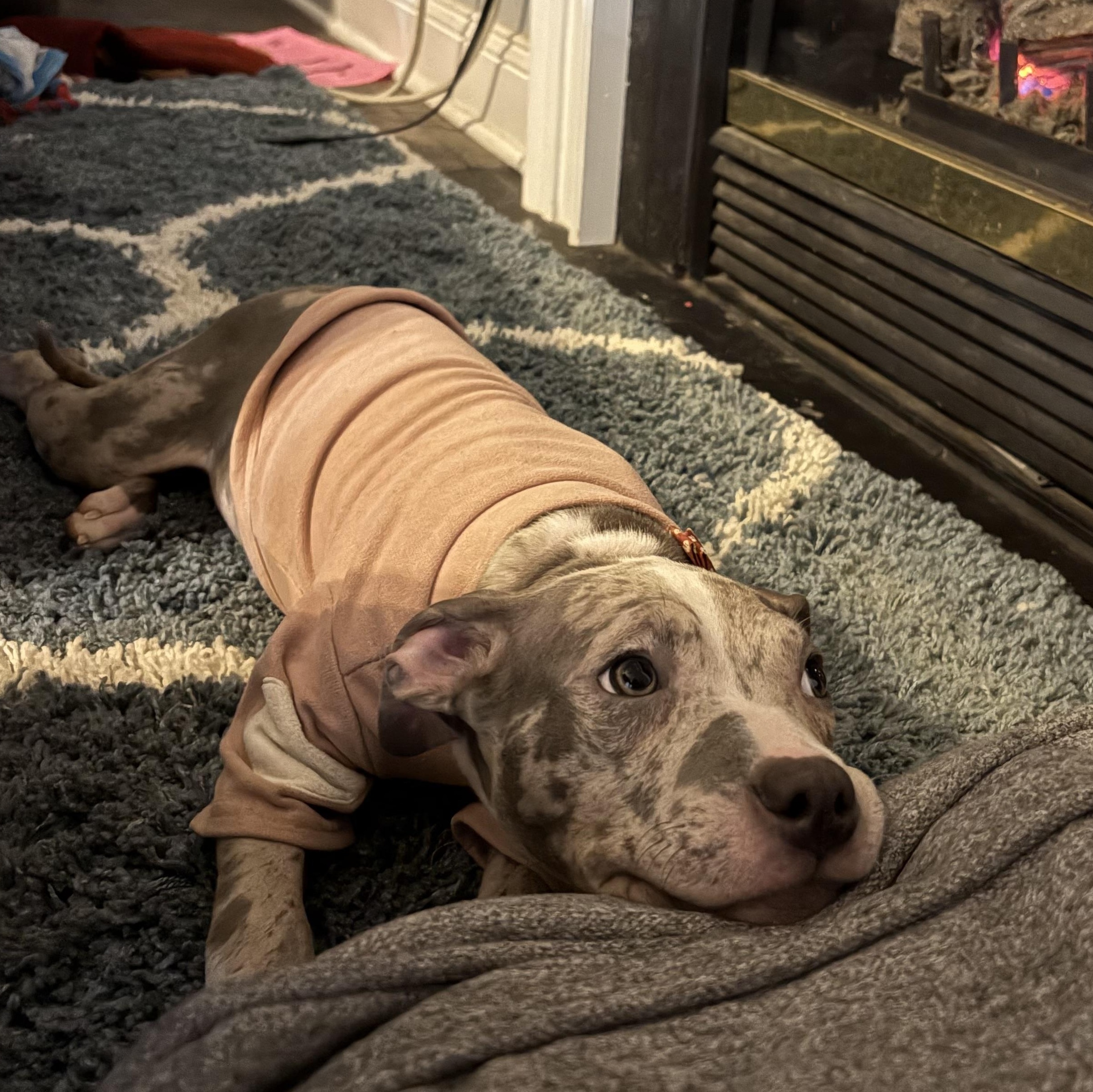 Enlarge Ethel, a Adoptable mixed breed in Annapolis, MD image 1/6