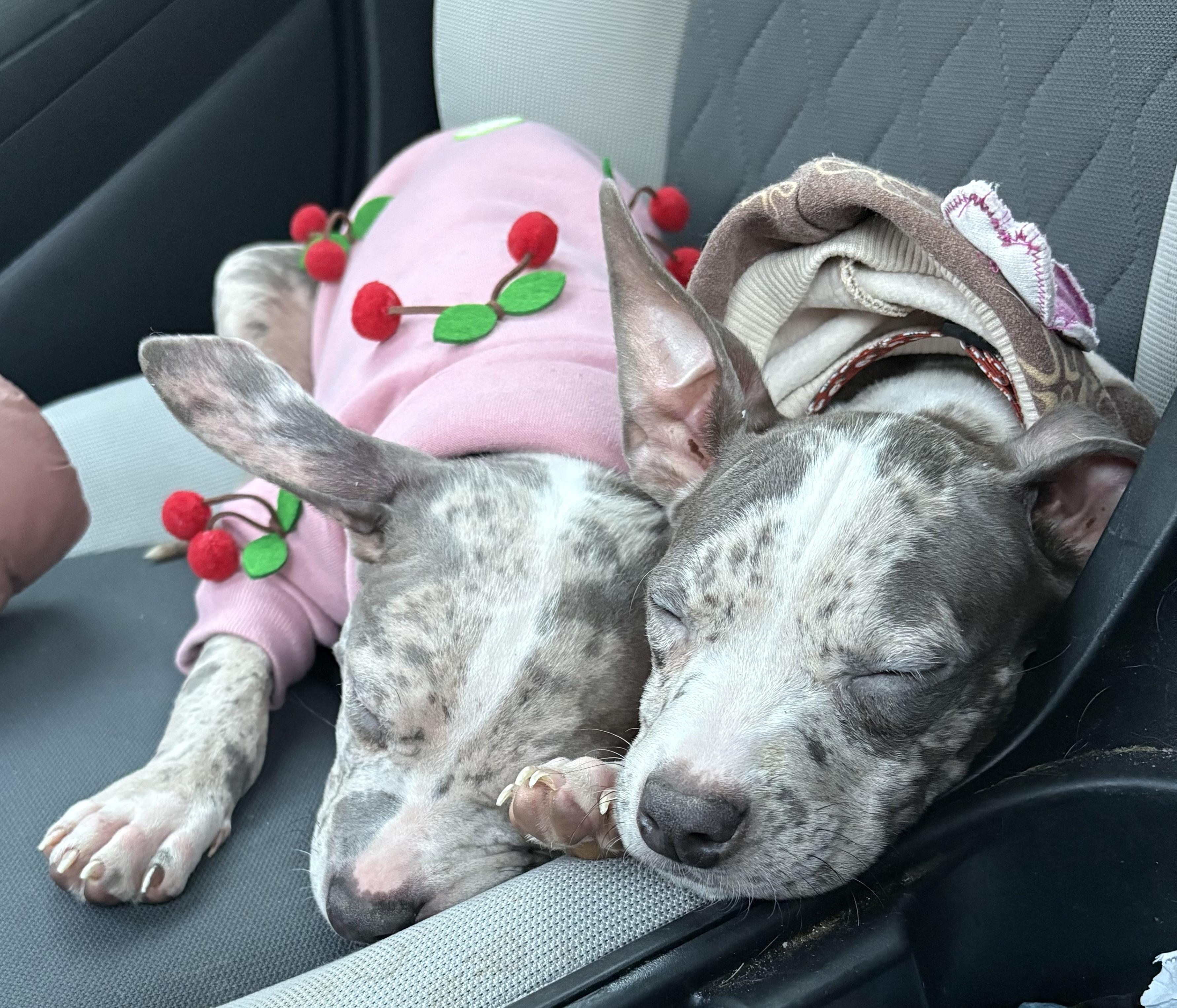 Enlarge Ethel, a Adoptable mixed breed in Annapolis, MD image 3/6