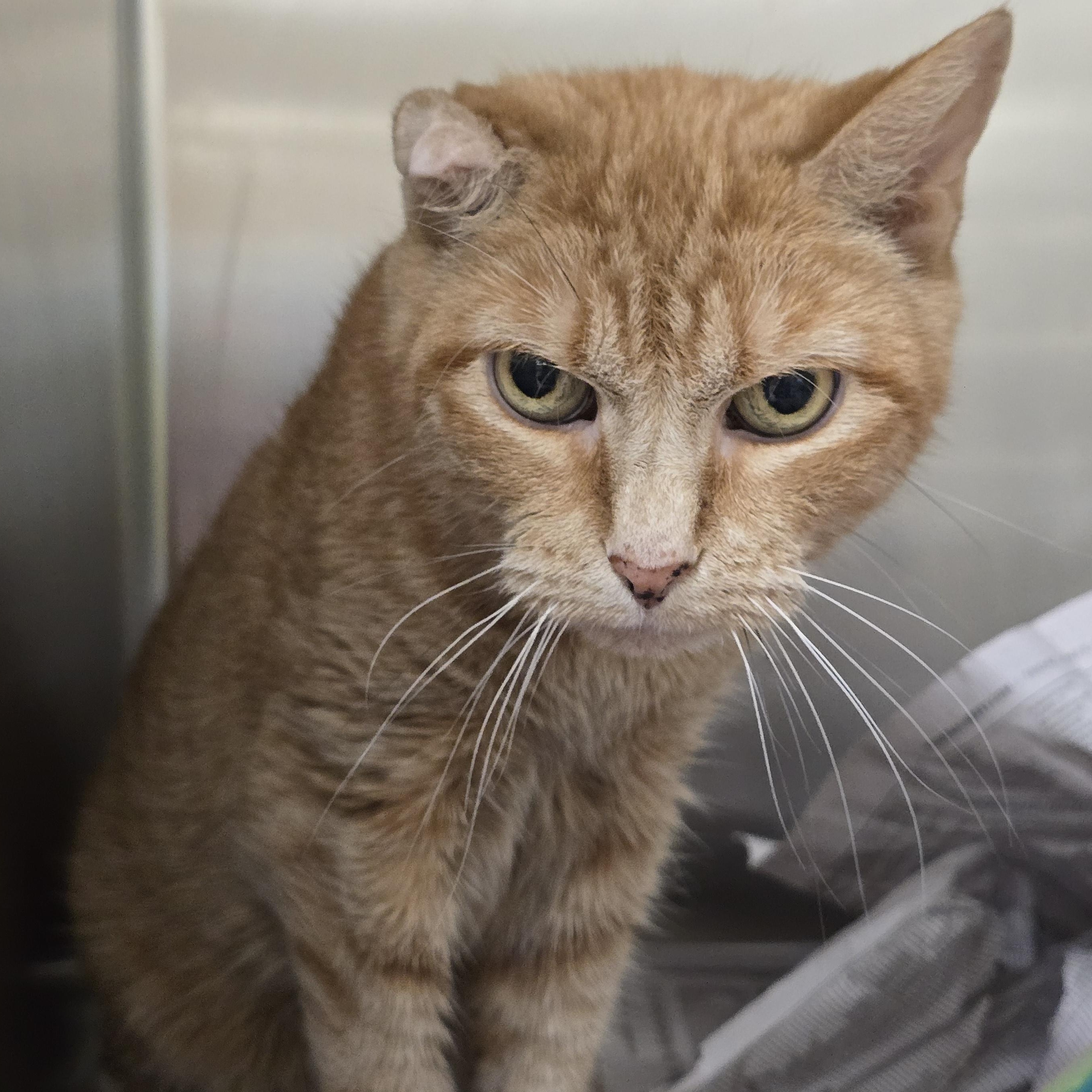Gabby, Adoptable, Adult Male Domestic Short Hair.