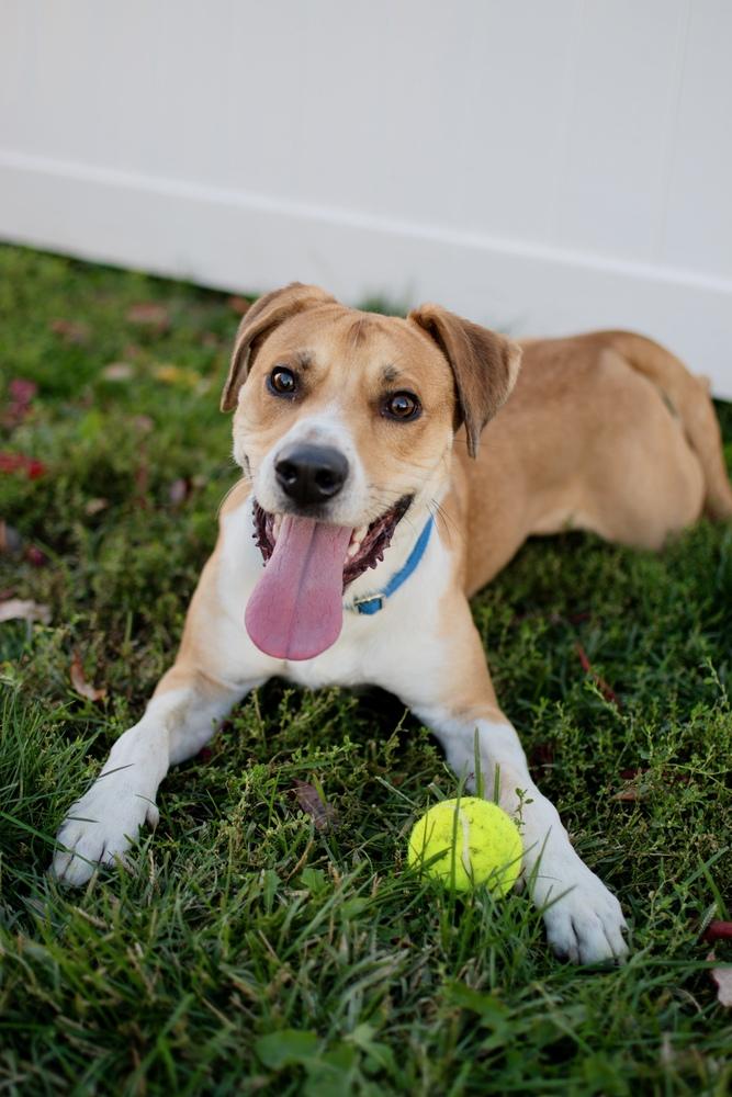 Max, Adoptable, Young Male Hound & Collie.