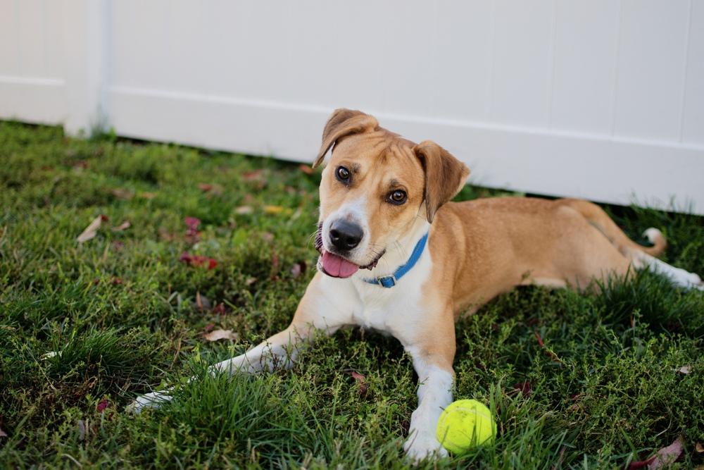 Enlarge Max, a Adoptable mixed breed in Frankfort, NY image 2/6