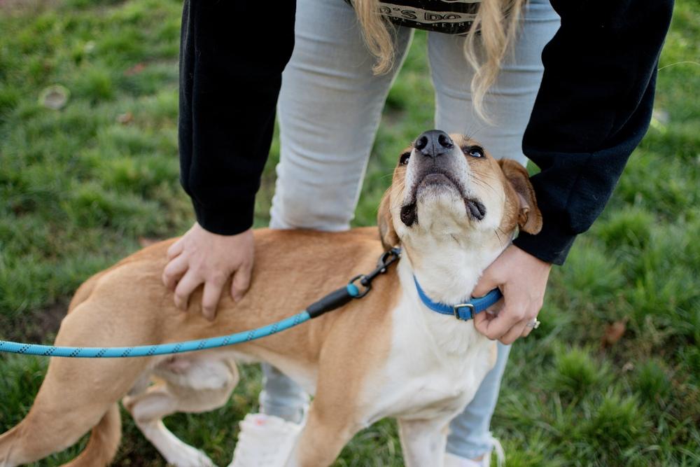 Enlarge Max, a Adoptable mixed breed in Frankfort, NY image 3/6