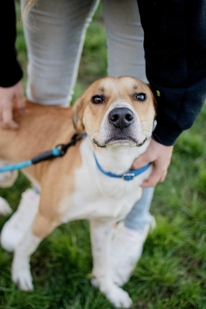 Enlarge Max, a Adoptable mixed breed in Frankfort, NY image 4/6