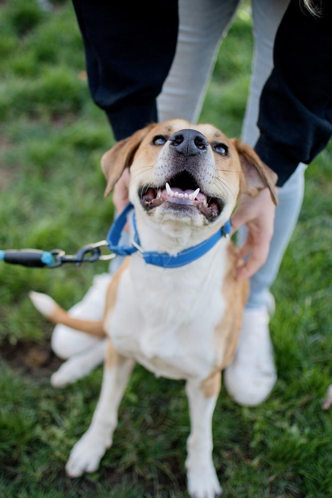 Enlarge Max, a Adoptable mixed breed in Frankfort, NY image 5/6