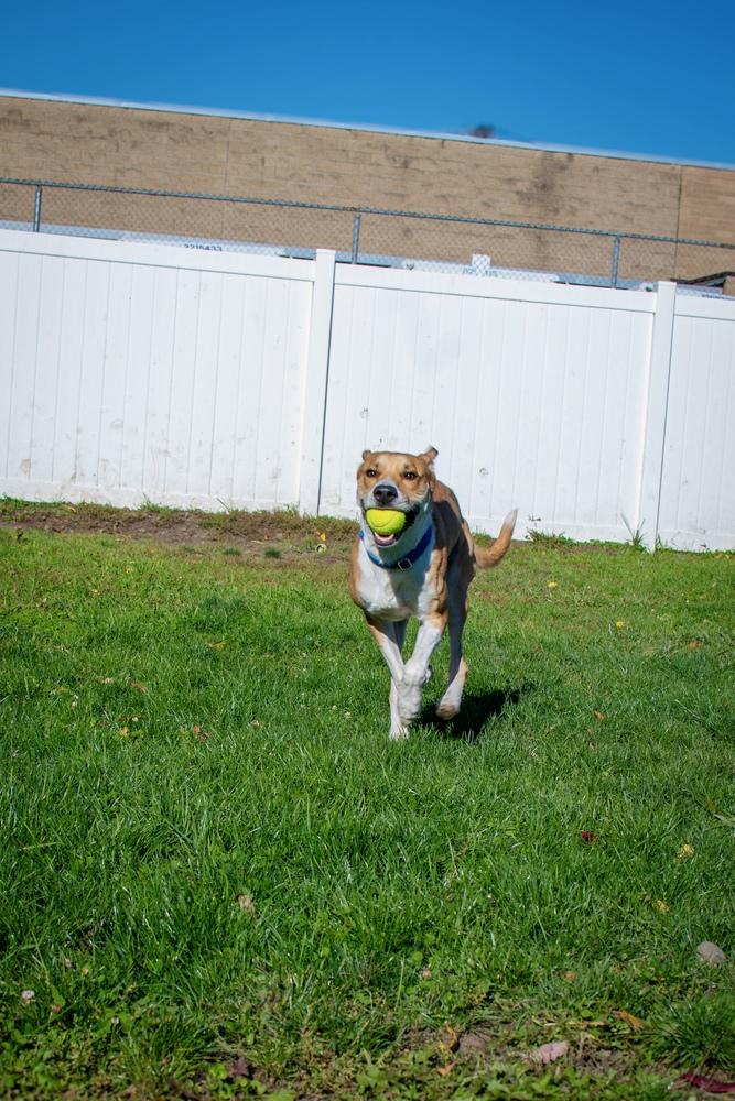 Enlarge Max, a Adoptable mixed breed in Frankfort, NY image 6/6
