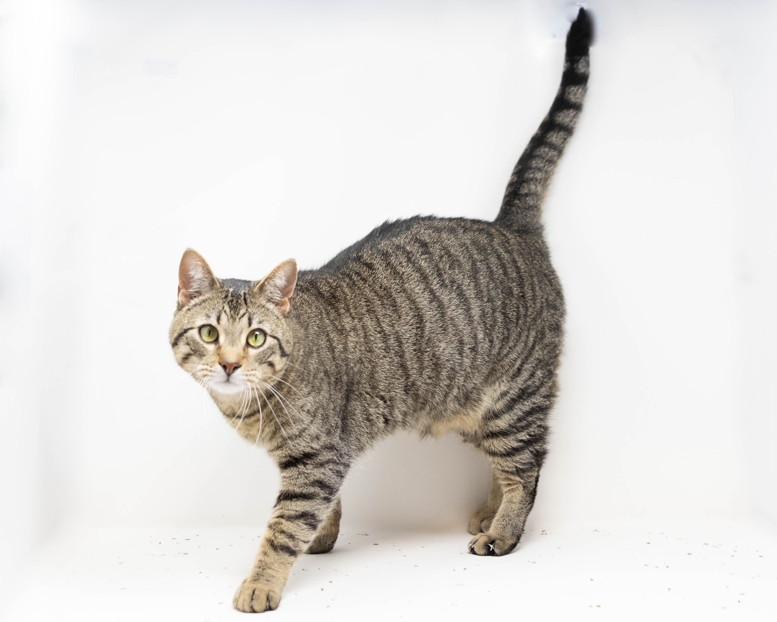 Miles, a Adoptable Tabby in Fort Worth, TX image 3/5