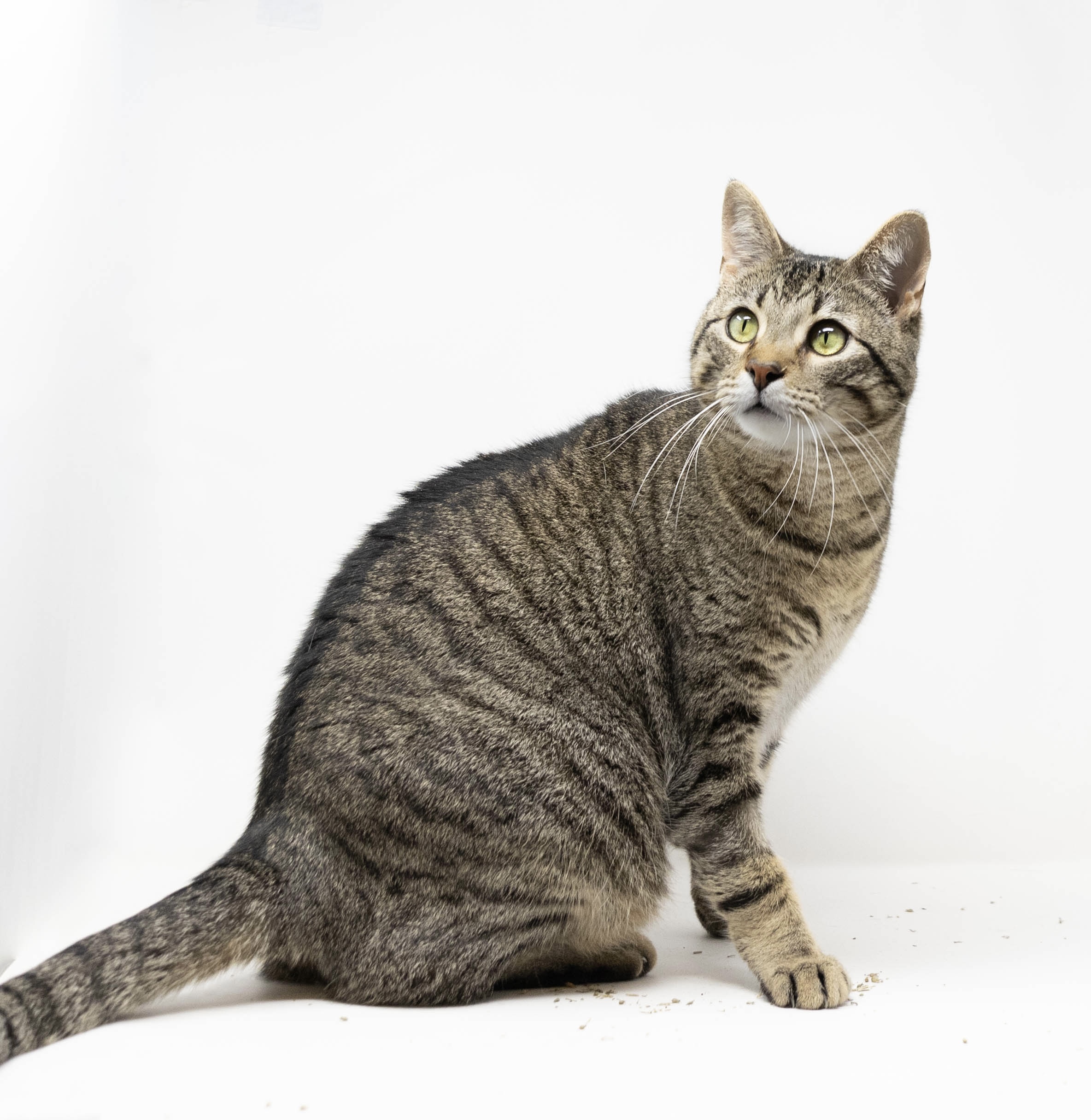 Miles, a Adoptable Tabby in Fort Worth, TX image 2/5