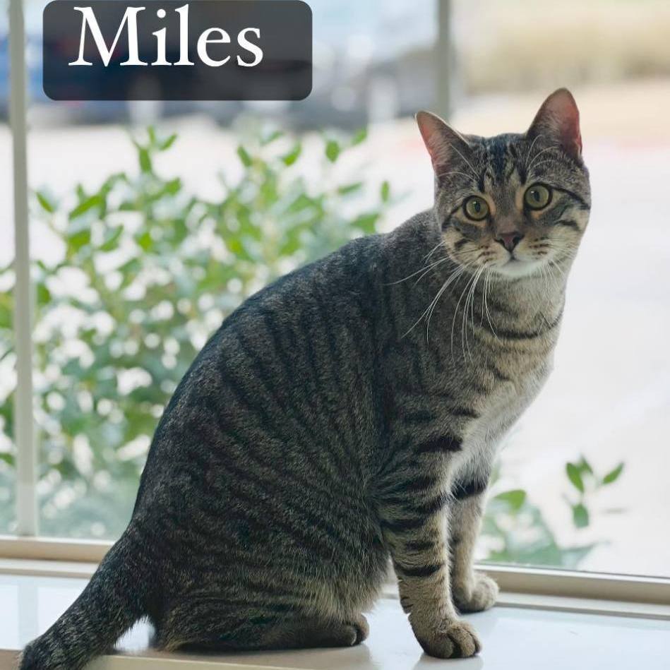 Miles, a Adoptable Tabby in Fort Worth, TX image 4/5