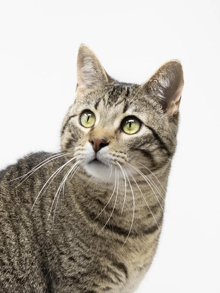 Miles, Adoptable, Adult Male Tabby.