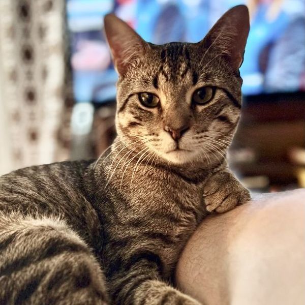 Miles, a Adoptable Tabby in Fort Worth, TX image 5/5