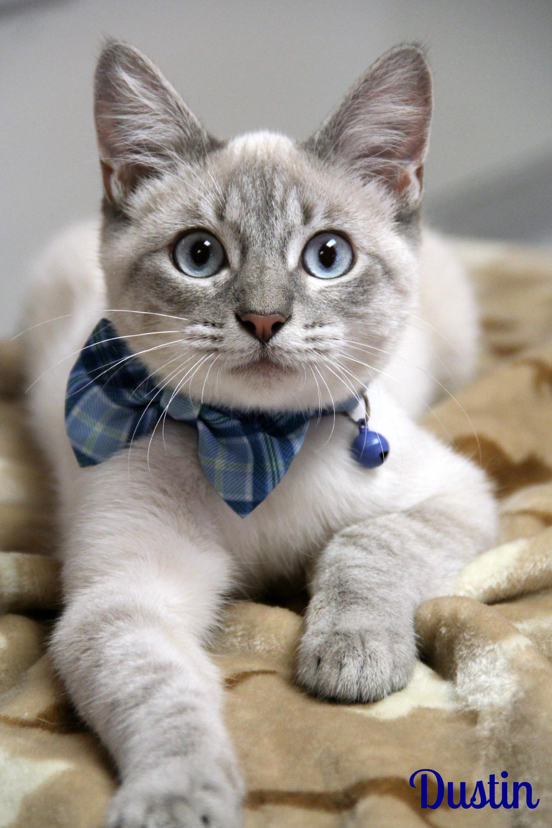 Dustin, Adopted, Kitten Male Siamese.