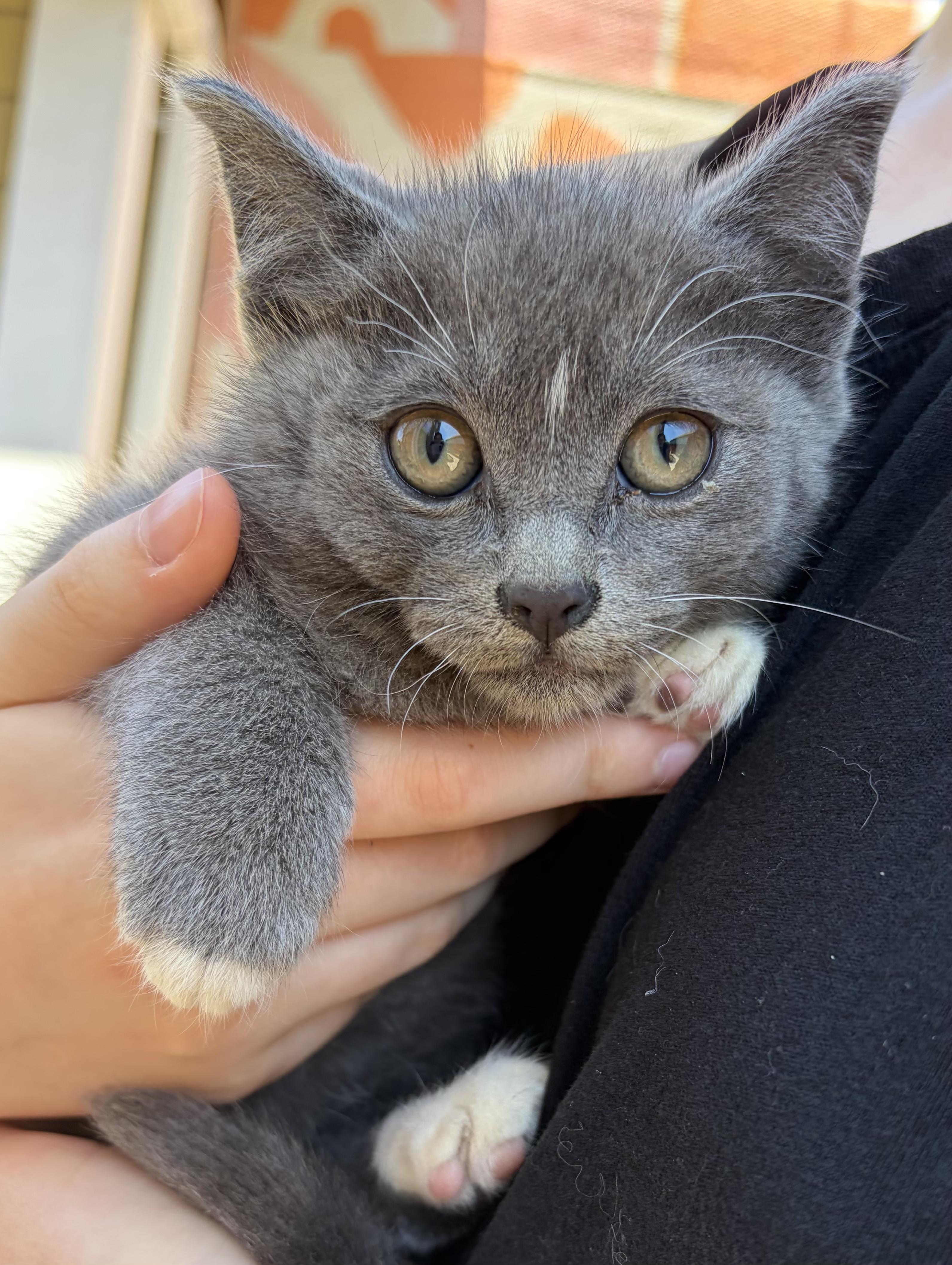 Fame & Fortune, an adopted Domestic Short Hair in Des Moines , WA image 5/5
