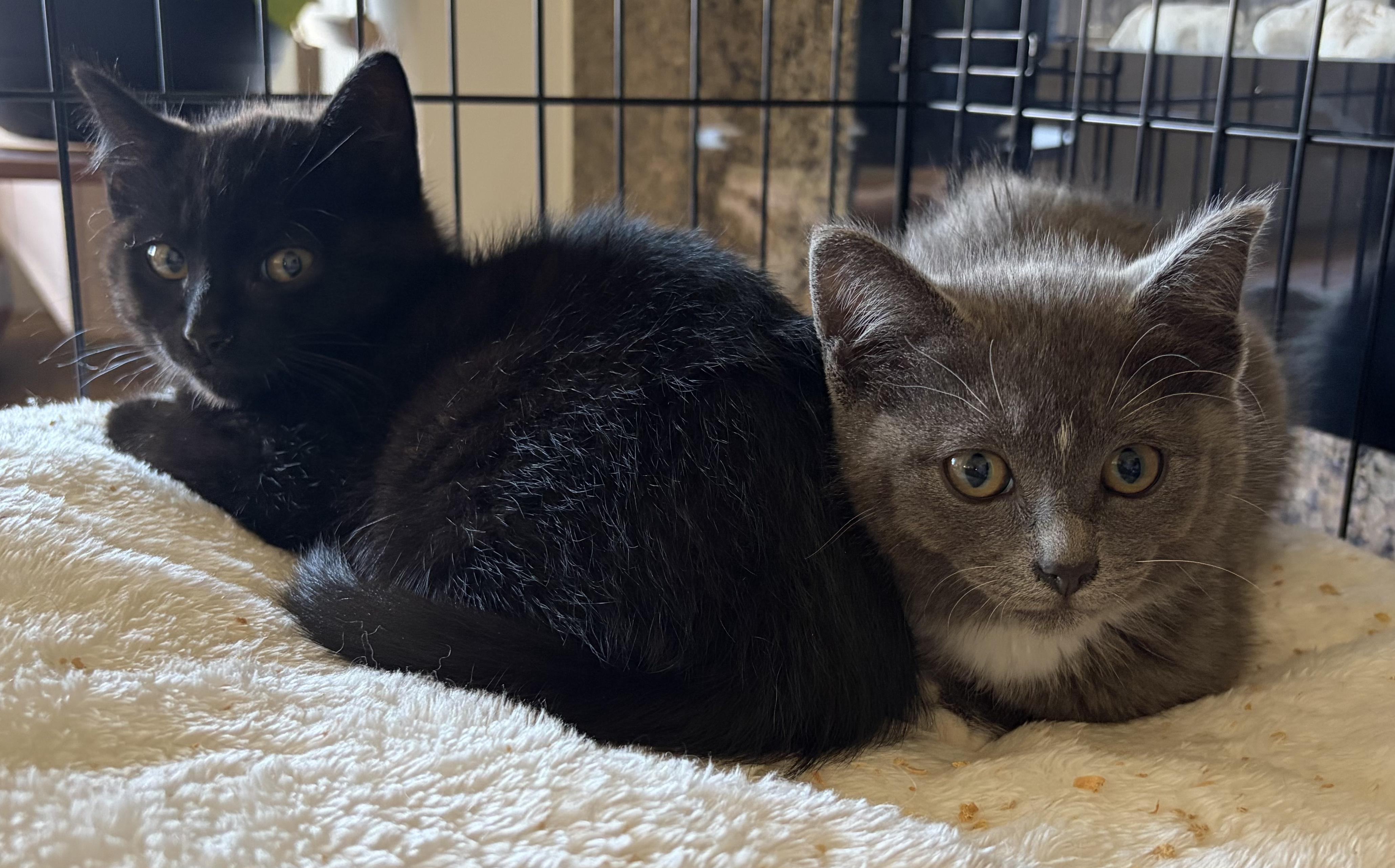 Fame & Fortune, an adopted Domestic Short Hair in Des Moines , WA image 2/5