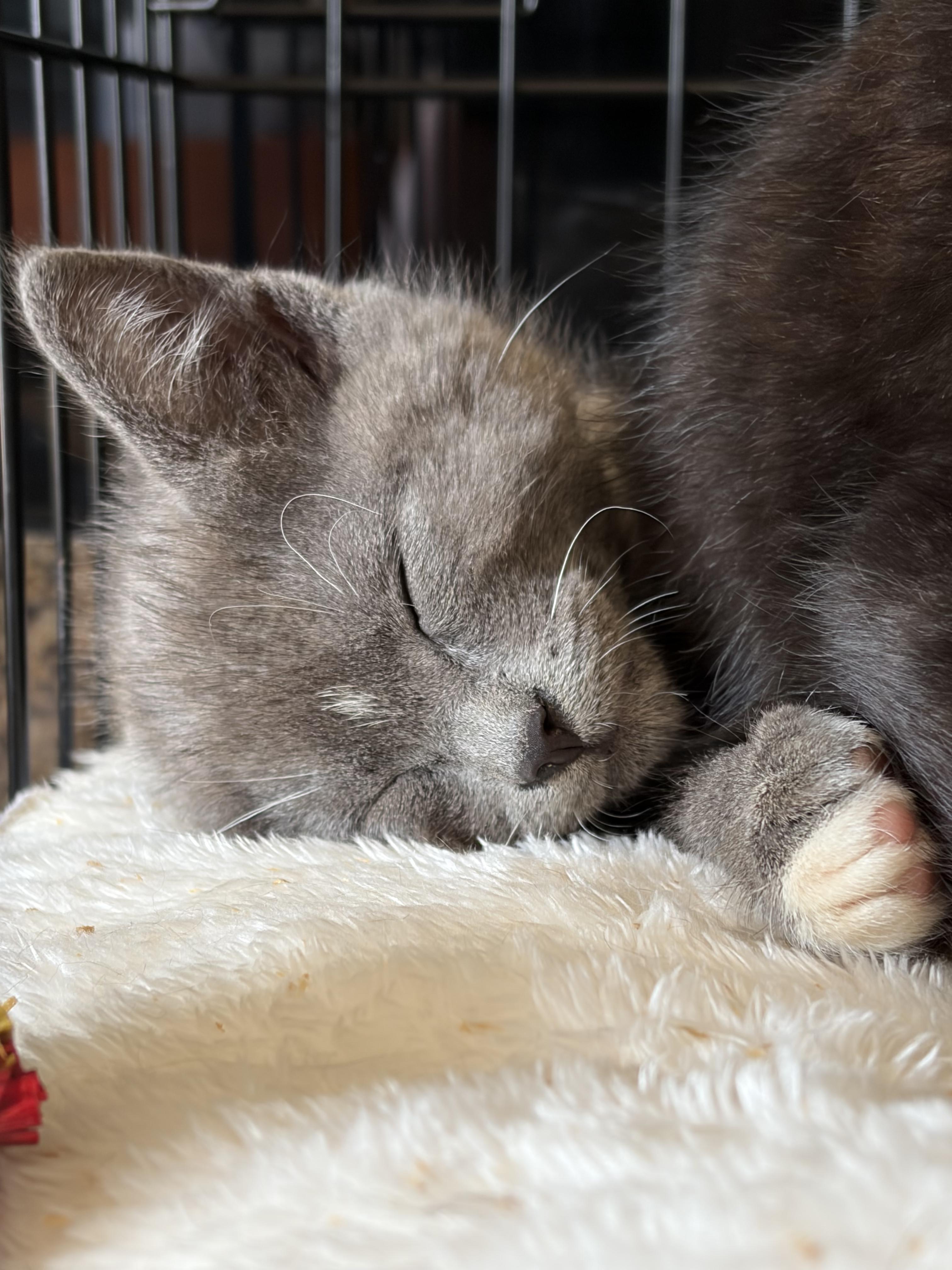 Fame & Fortune, an adopted Domestic Short Hair in Des Moines , WA image 1/5