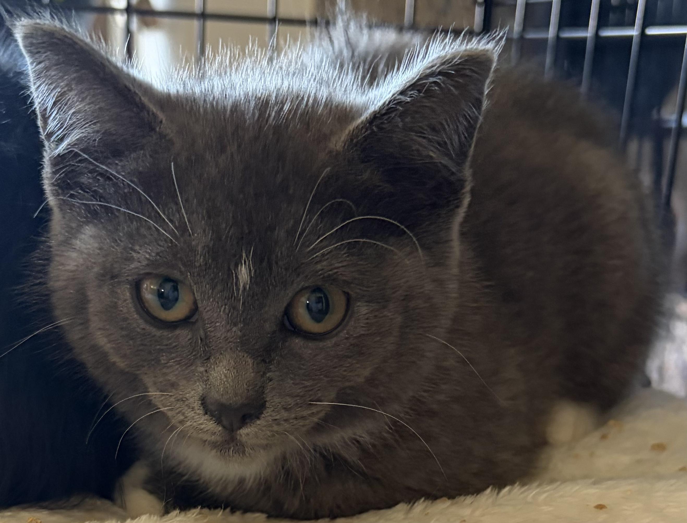 Fame & Fortune, an adopted Domestic Short Hair in Des Moines , WA image 3/5