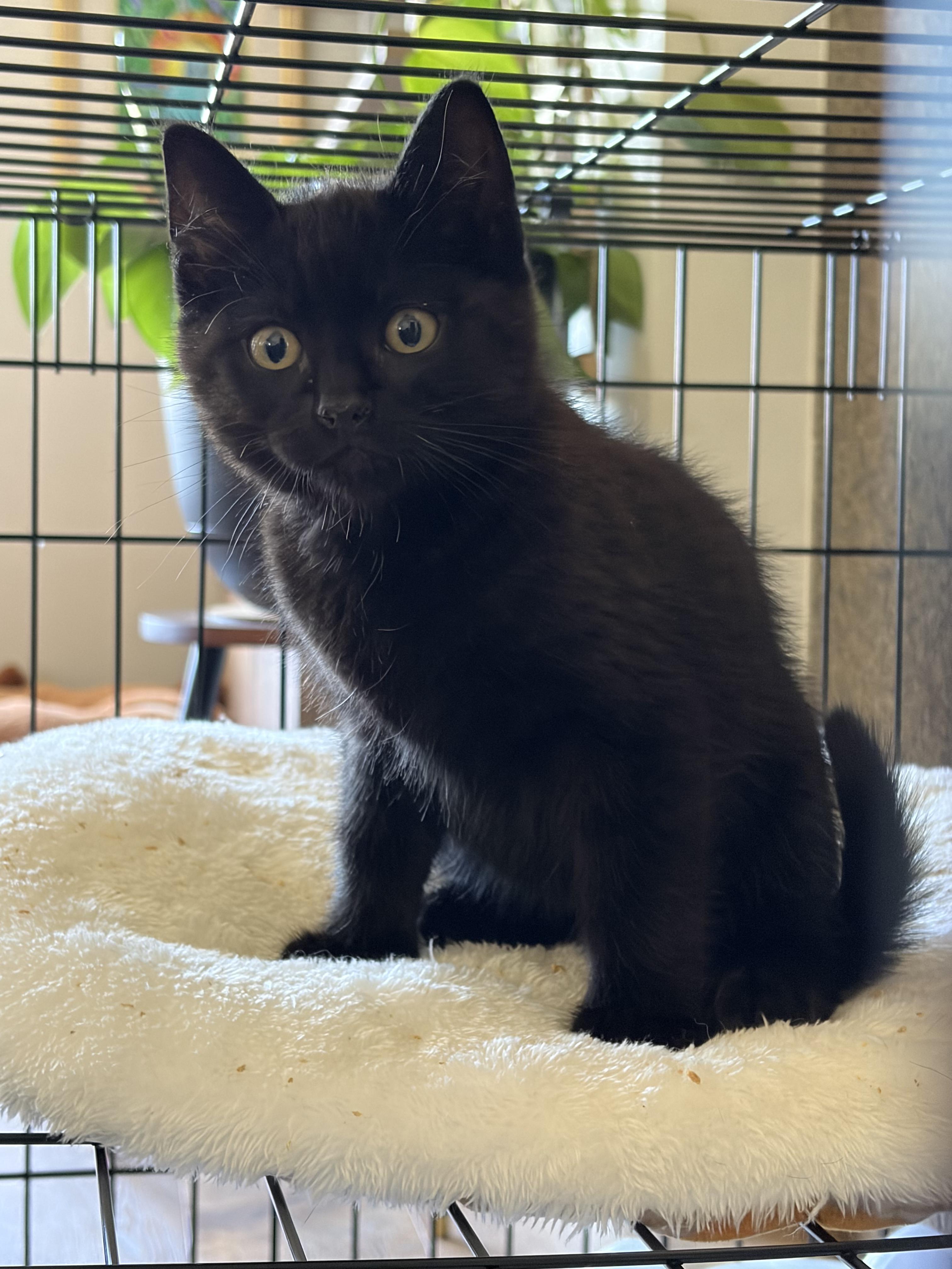 Fame & Fortune, an adopted Domestic Short Hair in Des Moines , WA image 4/5