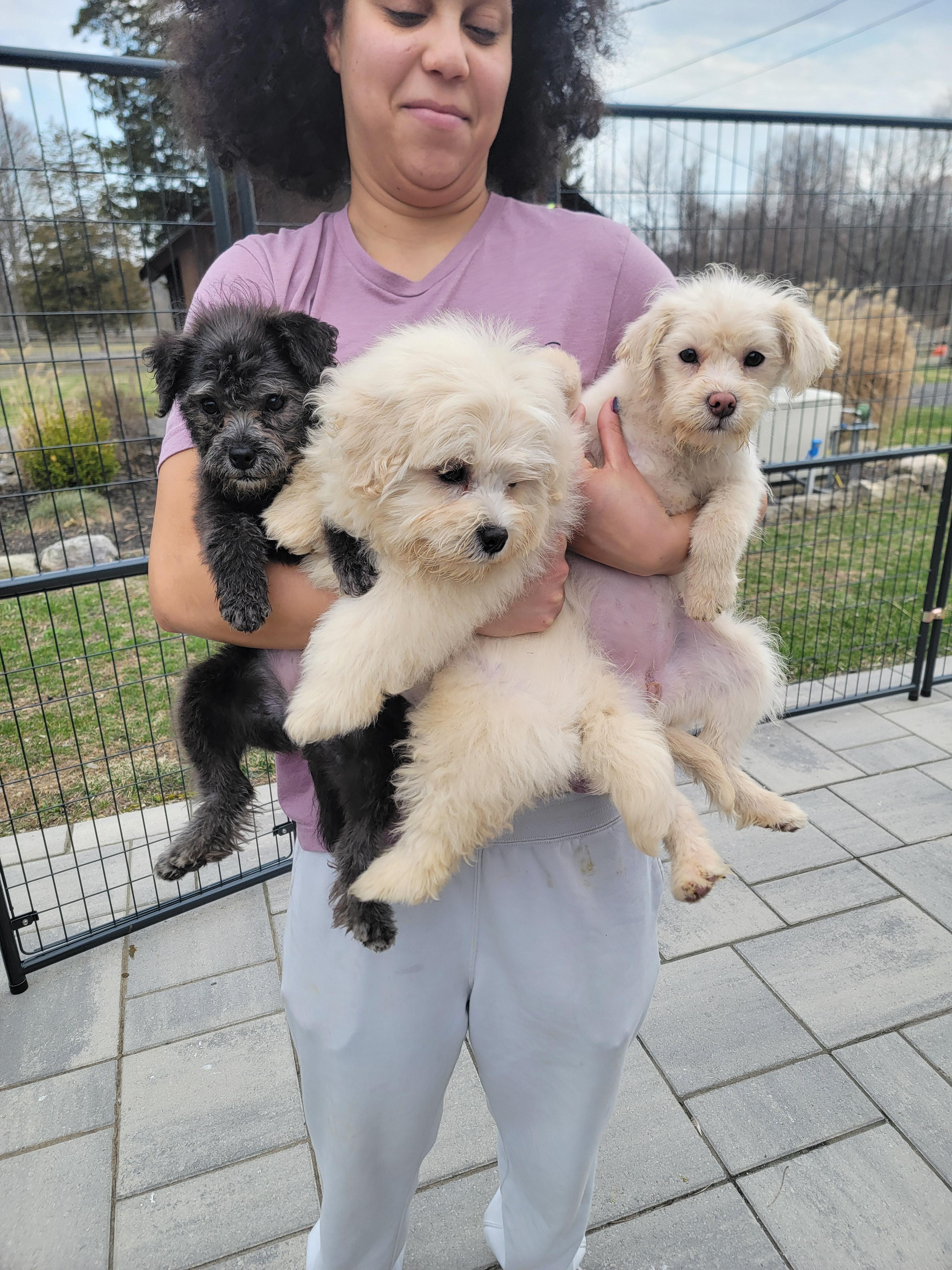 Enlarge Bee, a ADOPTABLE mixed breed in Montclair, NJ image 5/5