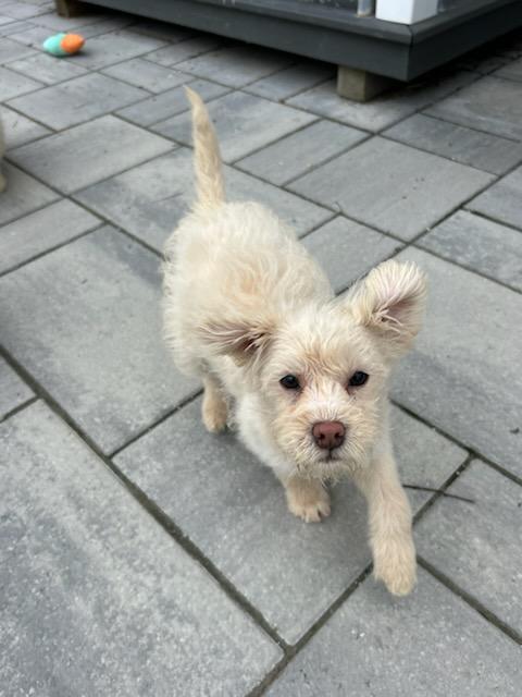 Enlarge Bee, a ADOPTABLE mixed breed in Montclair, NJ image 3/5