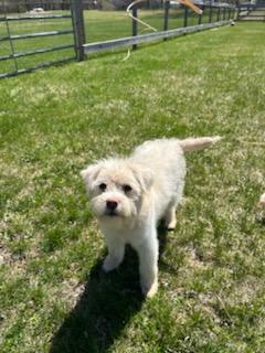 Enlarge Bee, a ADOPTABLE mixed breed in Montclair, NJ image 4/5