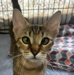 Ariel, Adoptable, Adult Female Domestic Short Hair.