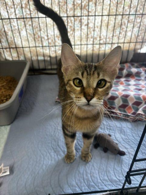Enlarge Ariel, a Adoptable Domestic Short Hair in Lafayette, LA image 3/5