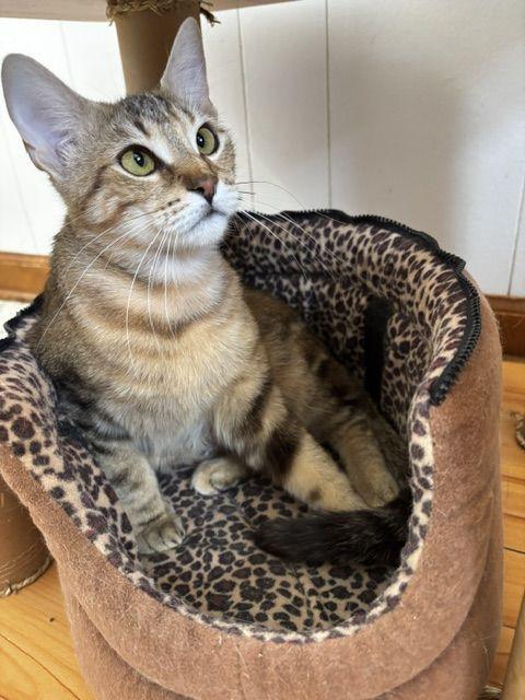 Enlarge Ariel, a Adoptable Domestic Short Hair in Lafayette, LA image 4/5